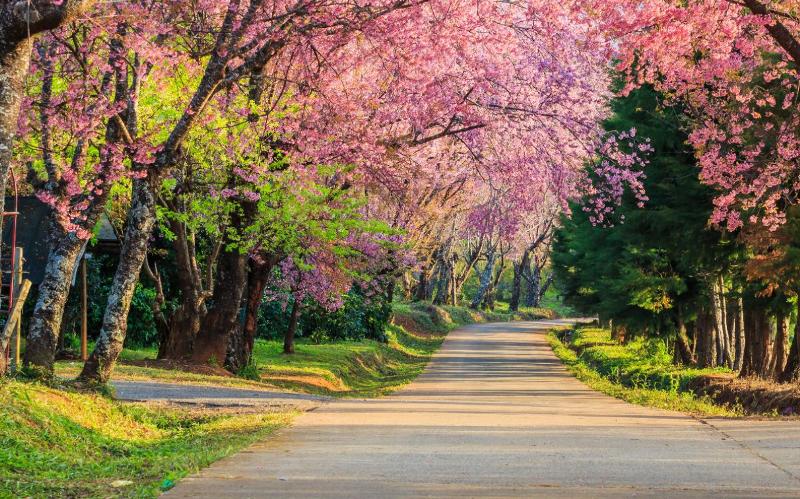 cherry blossoms in Chiang Rai