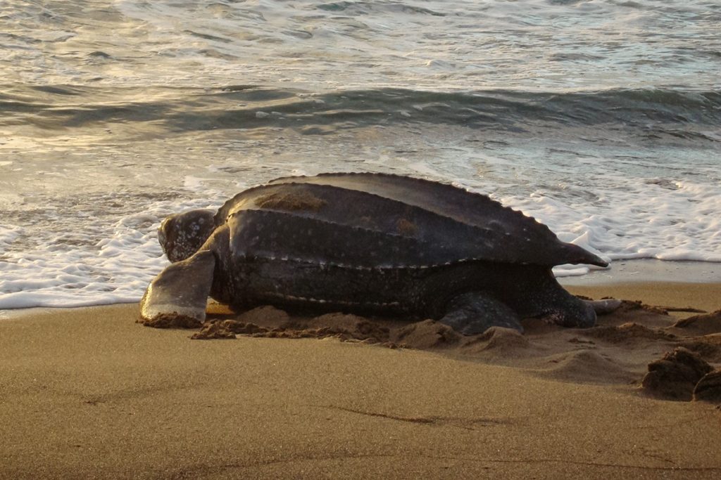 eggs stolen from leatherback sea turtle in Southern Thailand
