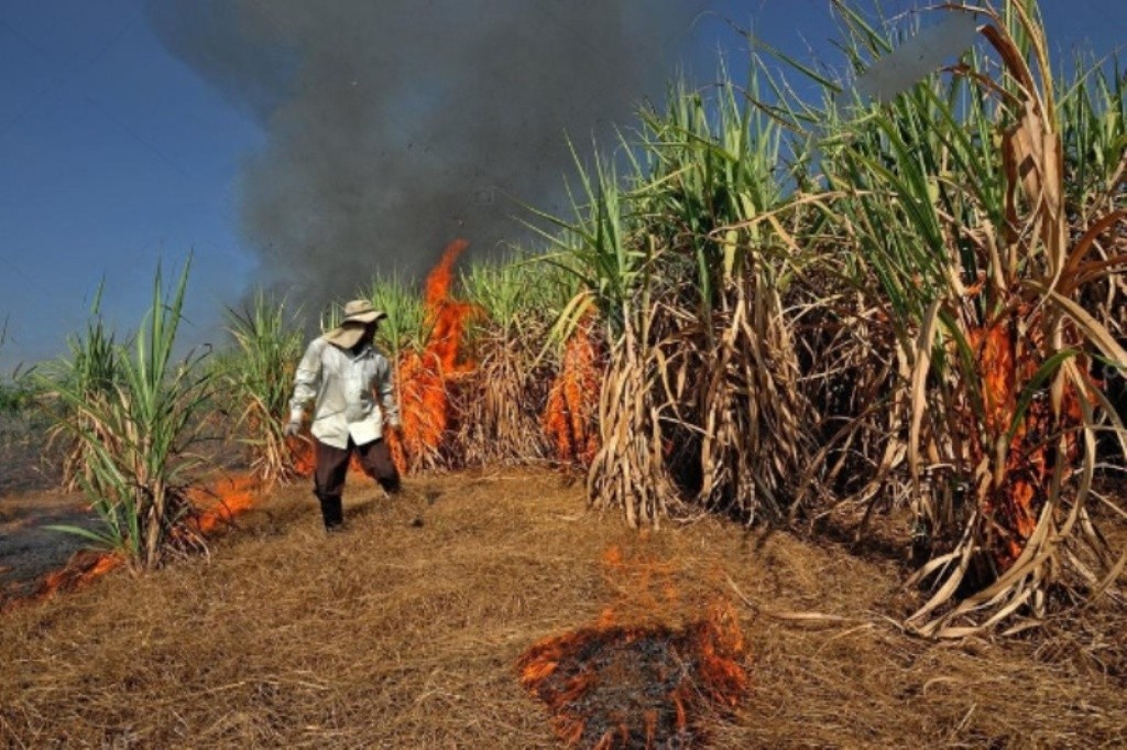 Sugarcane Burning in Eastern Thailand Worsens Air Quality