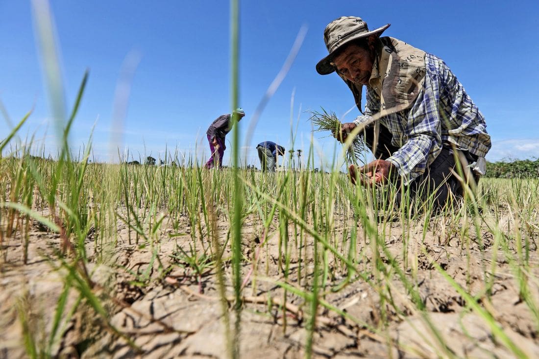 thailand drought rice