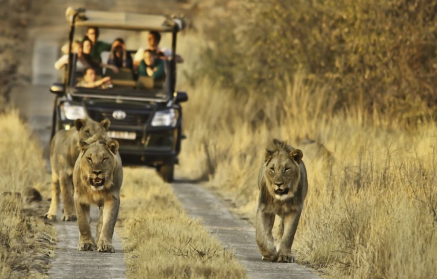 10 Reasons Every Thai Must Go on an African Safari