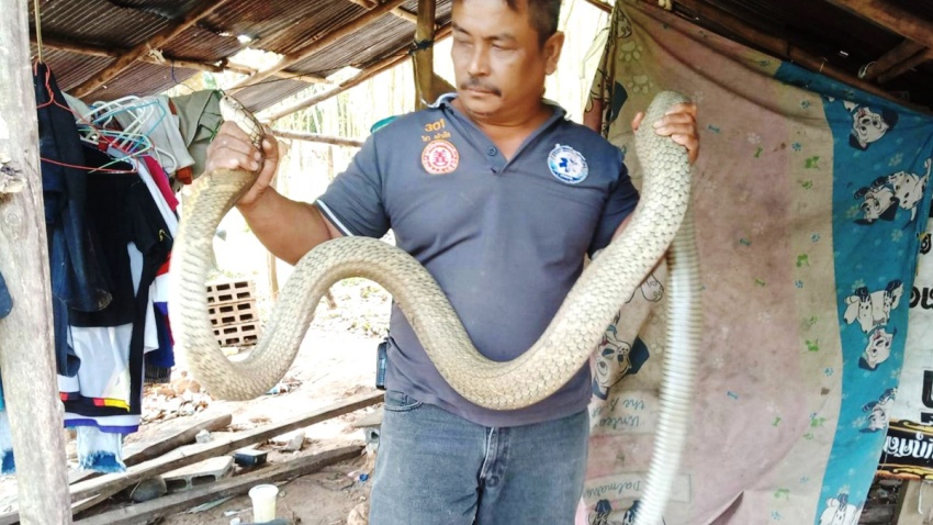 King Cobra snake- CTN News
