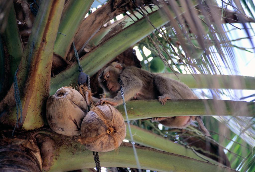 monkeys pick coconuts