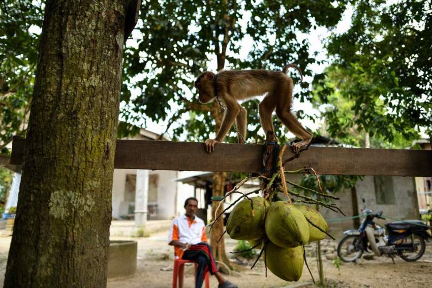 Coconut milk exports off, blame the monkeys