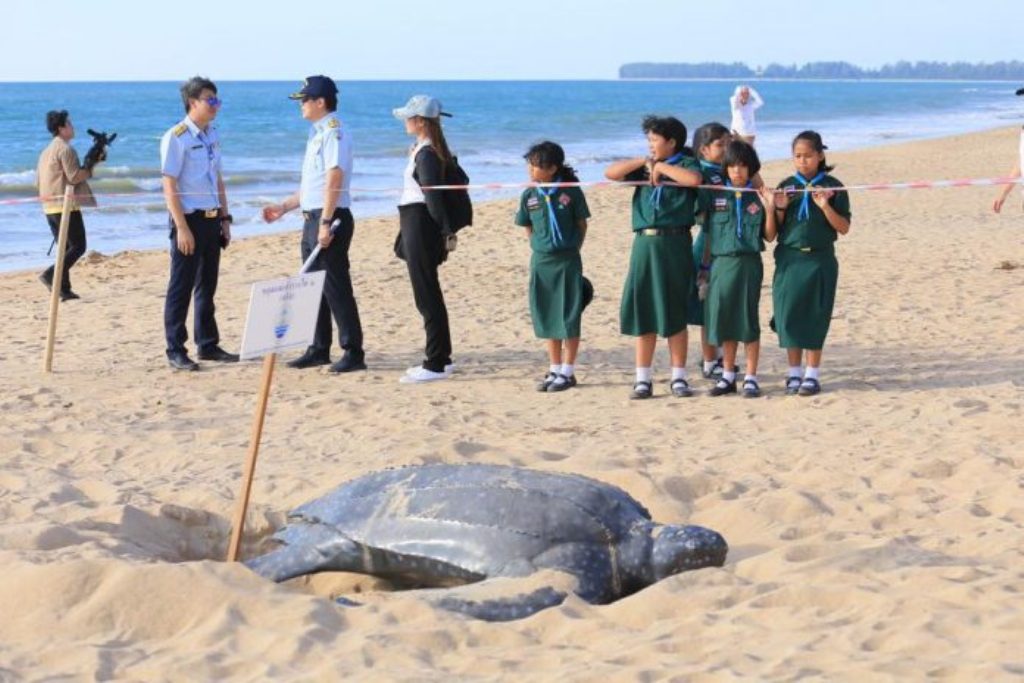 sea turtle phuket