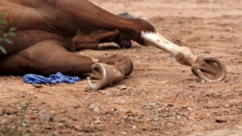 African Virus Kills 42 Racehorses