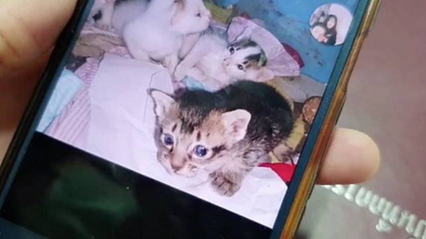 Man Arrested for Animal Cruelty for Adopting then Killing Kittens