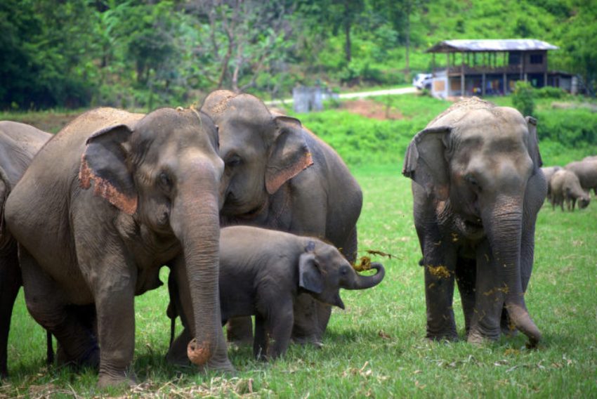 baby elephants at elephant camps