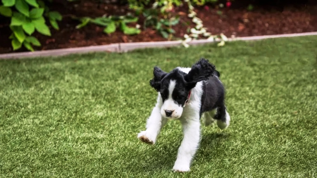 artificial grass near me