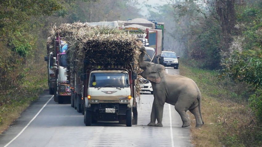 Thailand's Sugar Cane Farmers