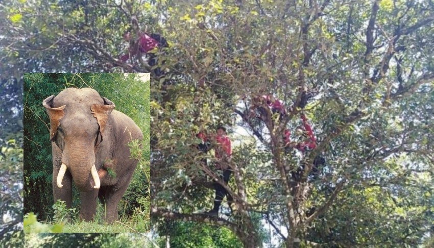 Wild Elephants northern Thailand