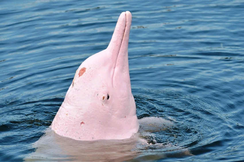 Rare pink dolphins come out to play