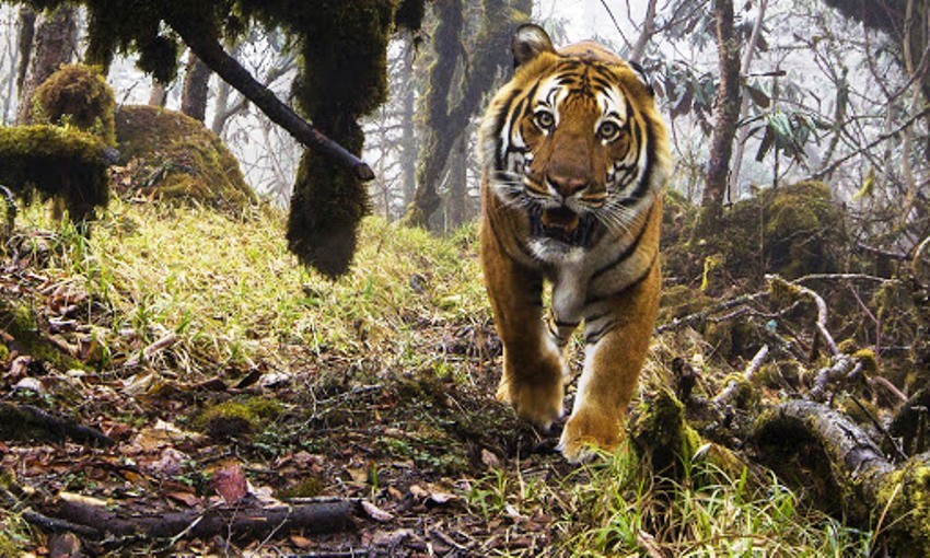 A wild tiger is believed to have killed a man