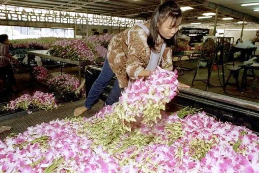 Thai orchids being thrown out