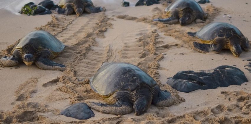 Rare Leatherback Sea Turtles Returning to Thailand's Empty Beaches