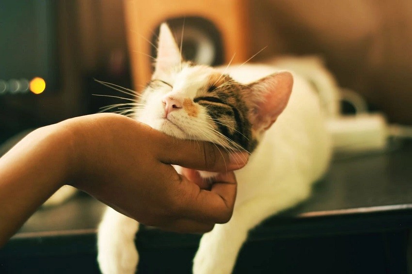 Cats Are Amazing: 6 Tips For The First-Time Cat Owner - Learning
