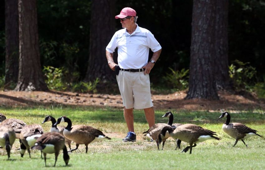 Goose Repellent, Geese, Yard, lawn