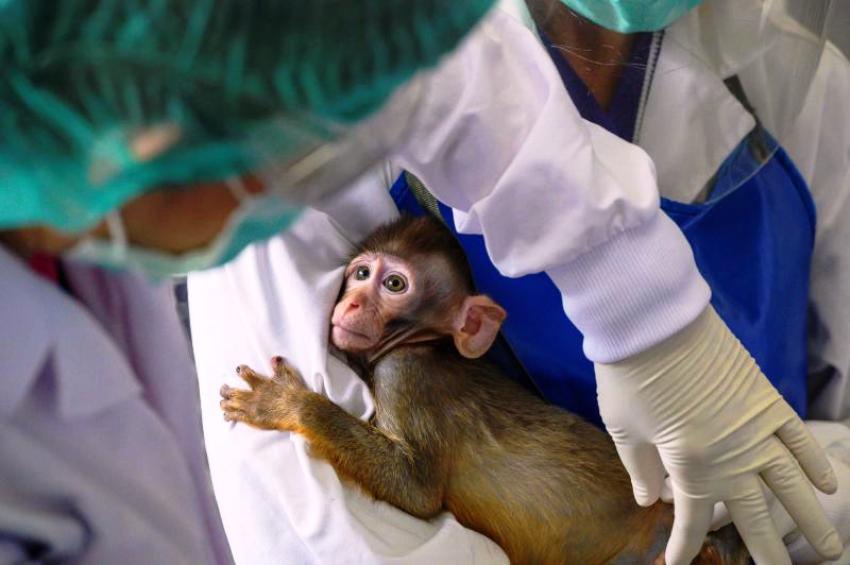 Thailand, Covid-19, Vaccine, Monkeys