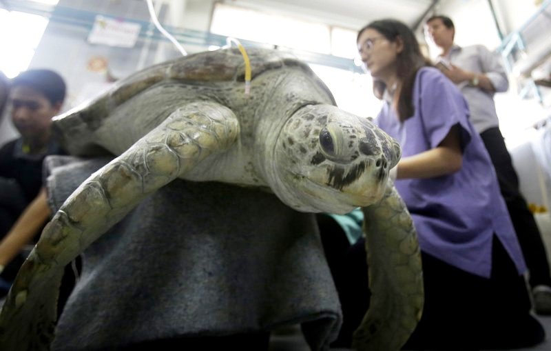 Veterinarians Remove 915 Coins from Green Sea Turtles Stomach