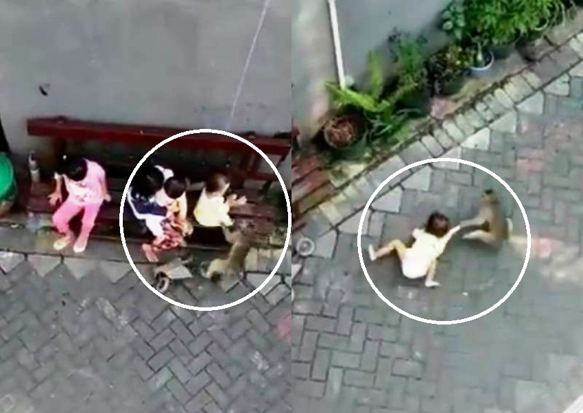 Video of Monkey Grabbing Toddler Shocks Netizens Worldwide