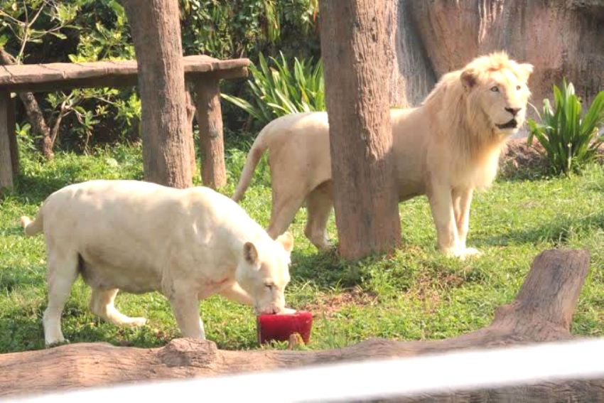 Khon Kaen Zoo Serves Up Frozen Dinners to Keep Animals Cool