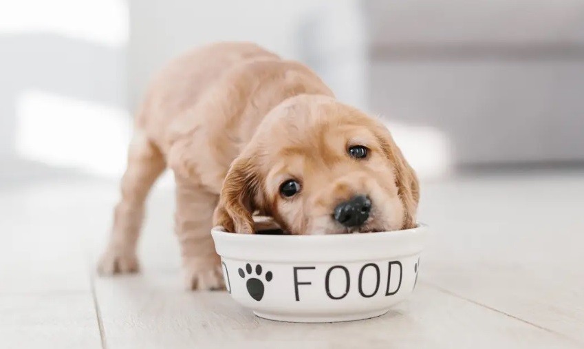 food, dog, puppy