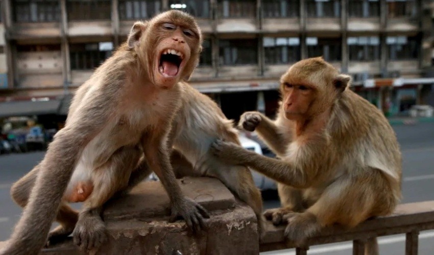 Thailand, Monkeys, Lopburi