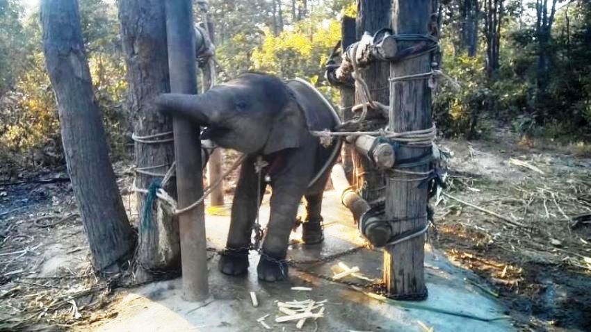 Baby elephant, thailand, training