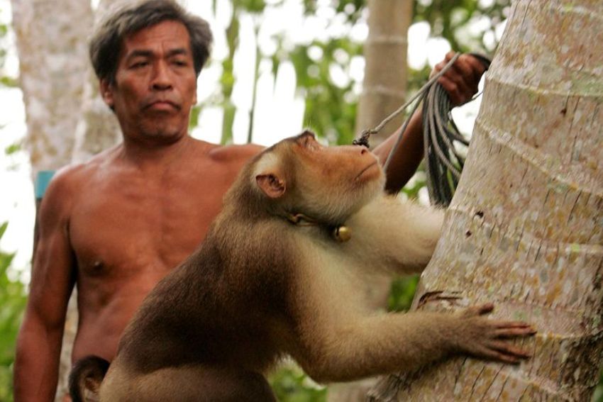 Thailand, Monkeys, PETA