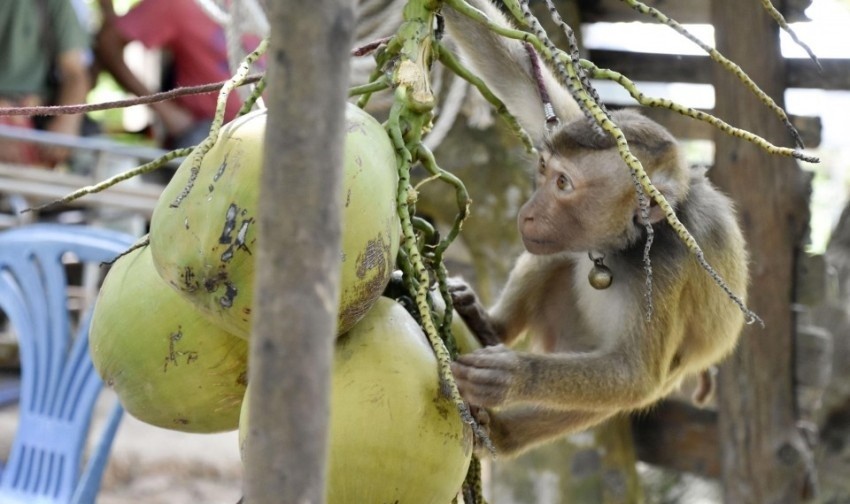 Thailand Monkey labour, Coconuts, PETA
