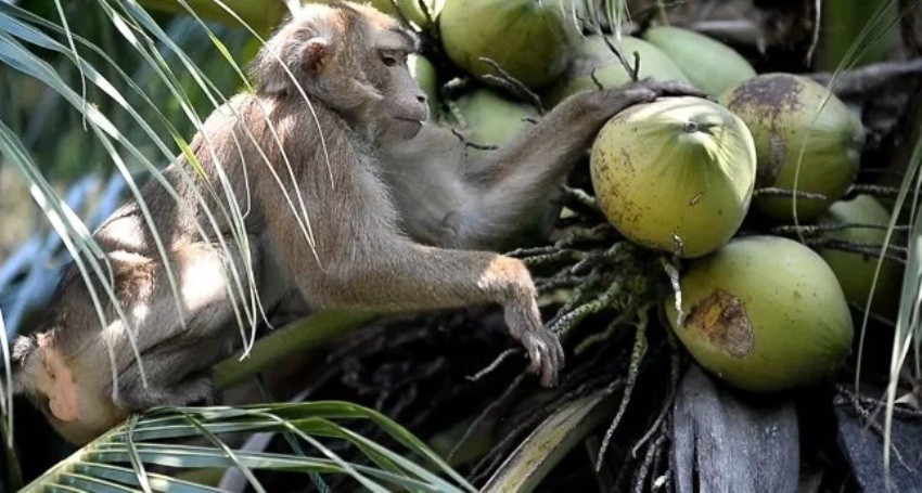 PETA, Thailand, coconuts, Monkeys