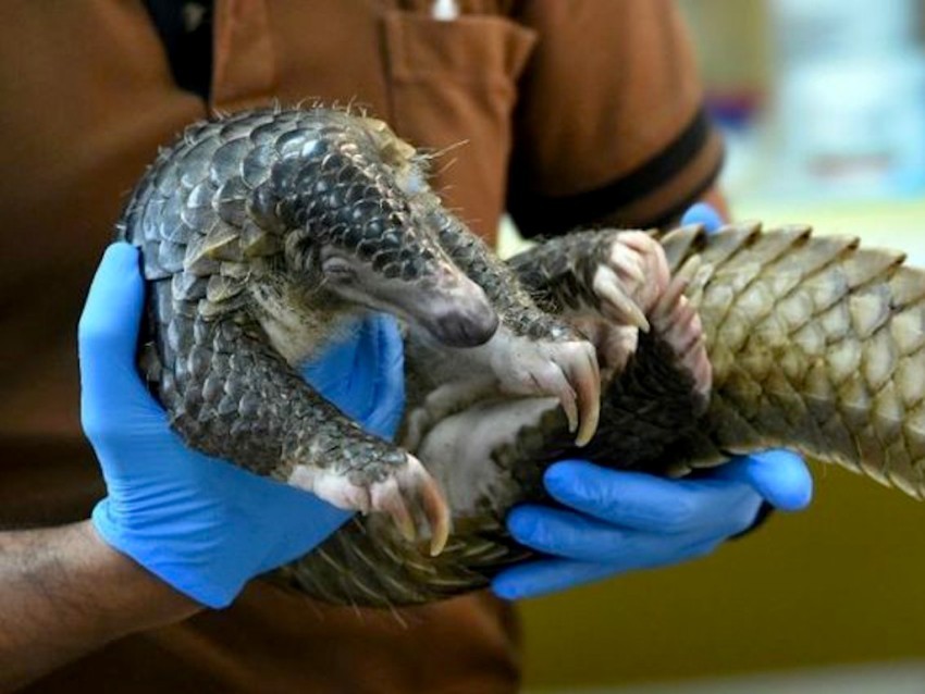 Vietnam Introduces Wildlife Law Banning The Trade Of Wild Animals 160 Vietnam, wild animals, wildlife trade