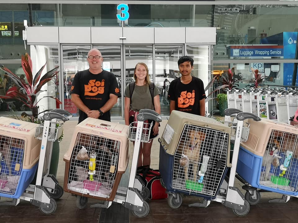 Flight Volunteers Thailand's Soi Dog Foundation