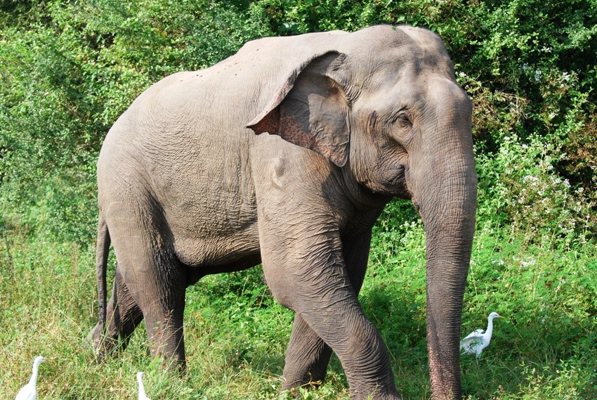 Elephant, Thailand