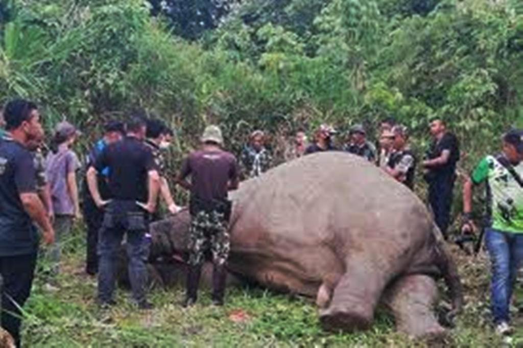 Elephant, Thailand Ivory, poachers