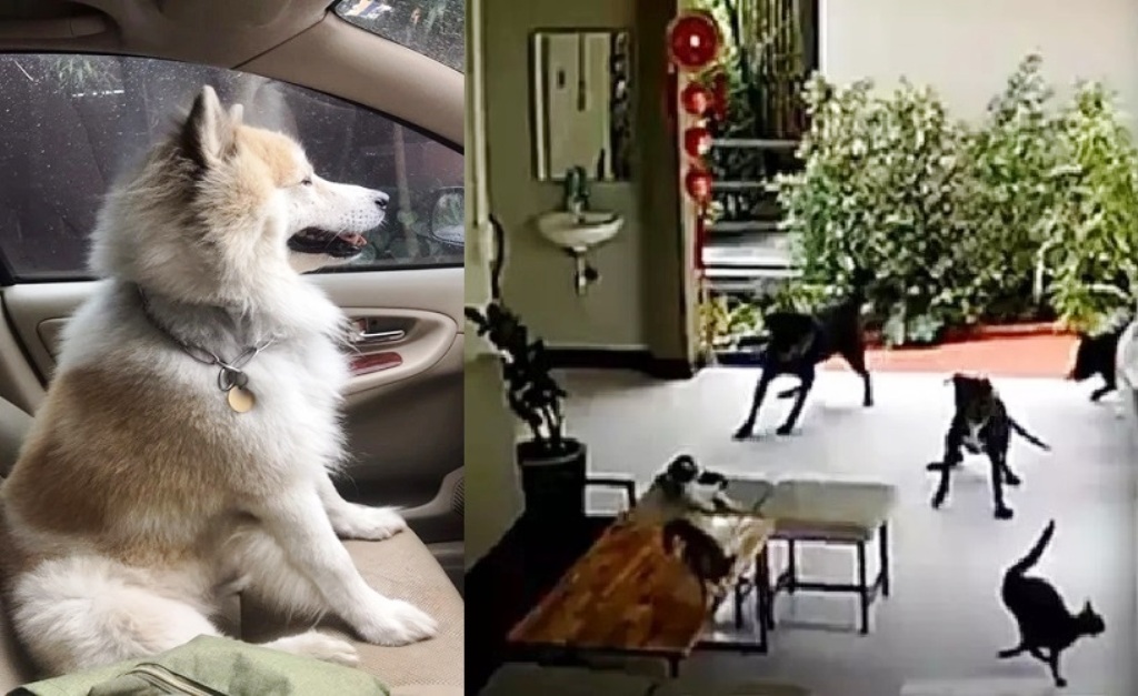 German Expats Rottweilers Kill Dog Defending Neighbours Cat - 31 German Expats, Rottweilers,Bangkaew dog