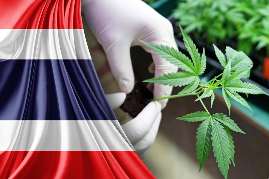 The Legalization of Marijuana andCannabis For Medicinal Use In Thailand