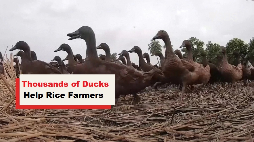 Ducks, Rice Farmers, Thailand