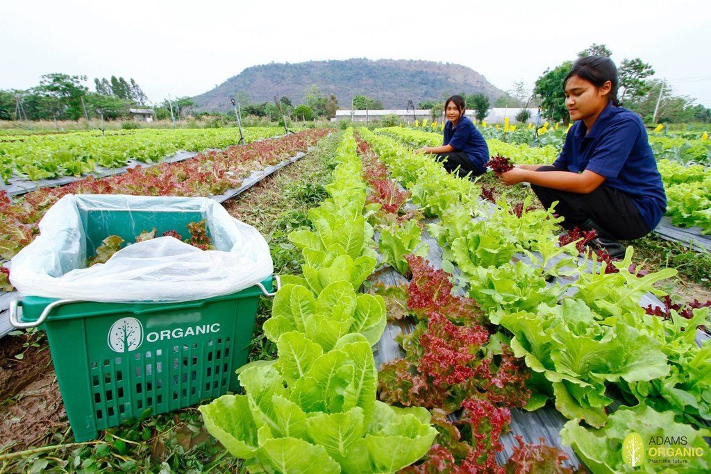 Agriculture Minister Wants Thailand to Become the Worlds Food Bank, Farm, Farmers