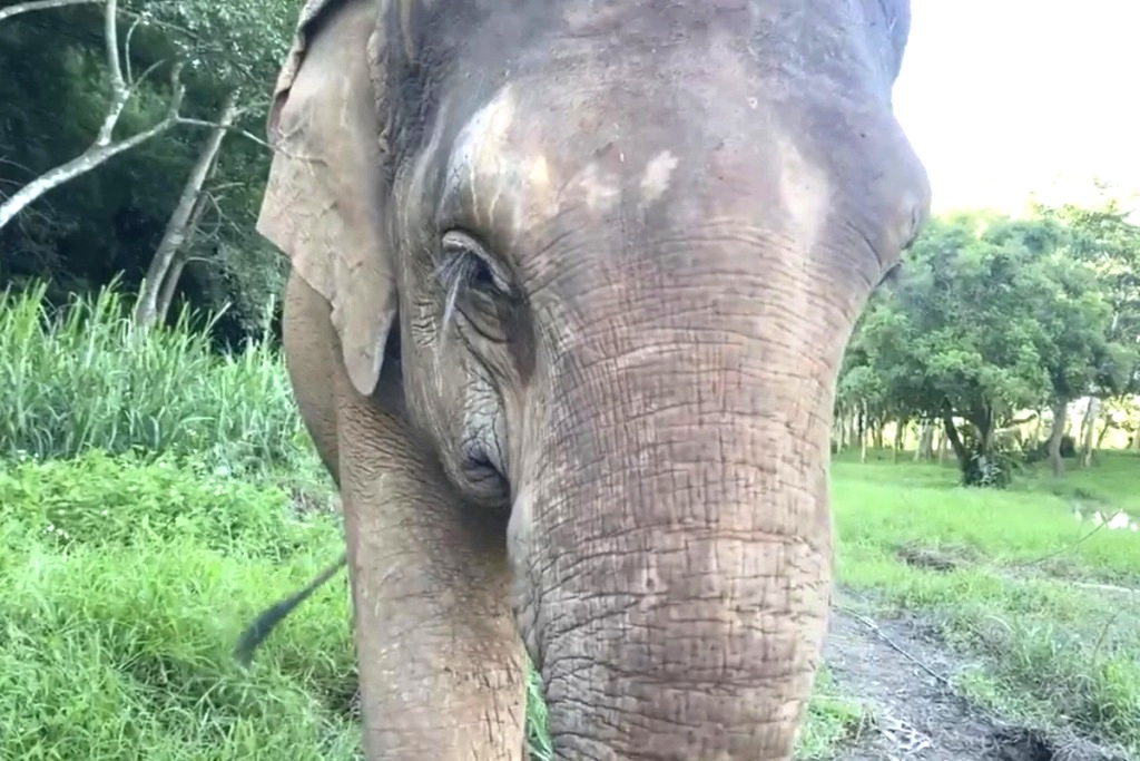 Charity Offers Live Zoom With an Elephant in Northern Thailand