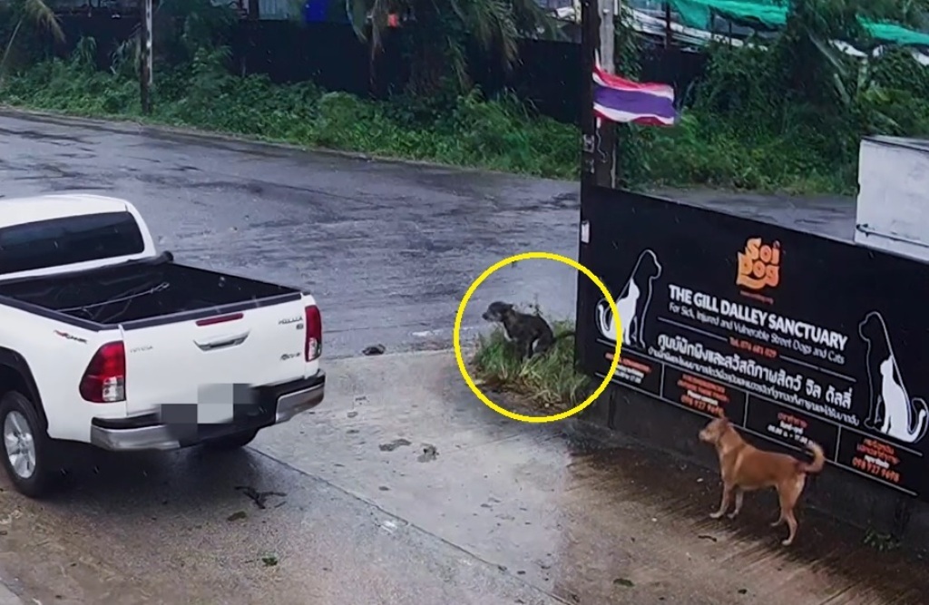 Irishman Charged for Abandoning His Dog at Soi Dog Foundation