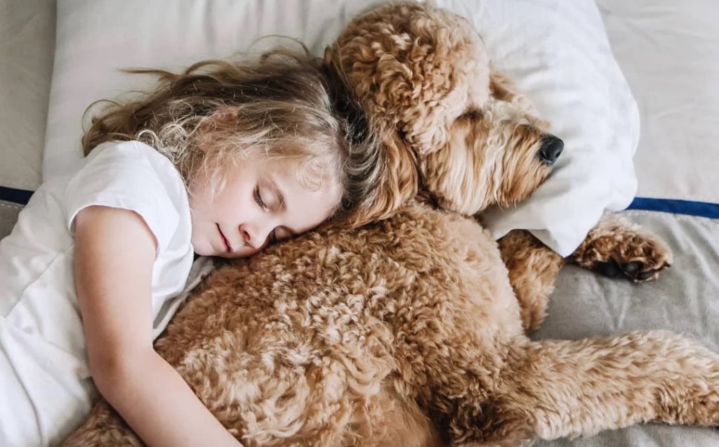 Seven Benefits of Having a Golden Doodle Around Your Kids