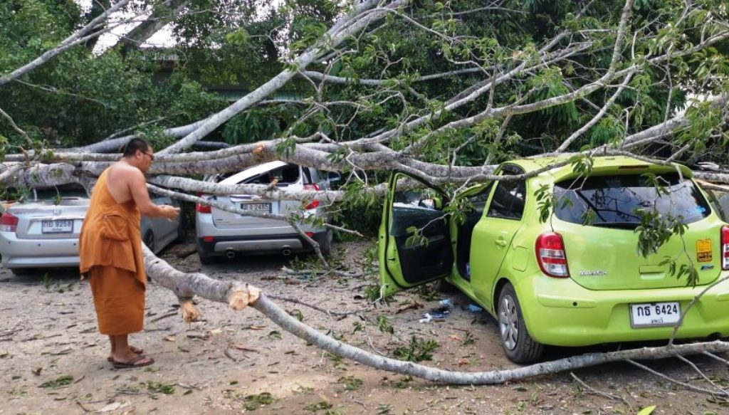 Tourist Injured after Tree Crashes onto them a Temple in Chiang Mai