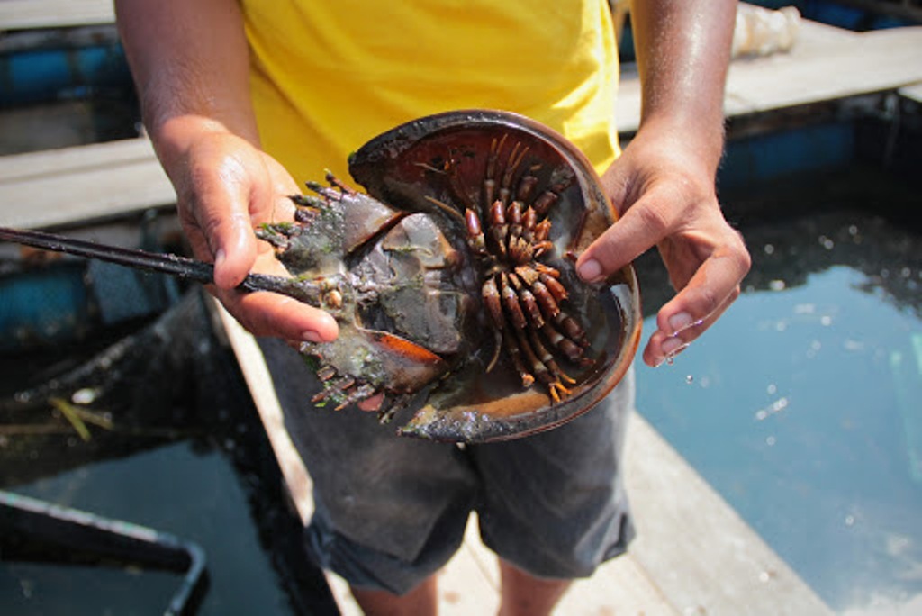 Woman Dies after Eating Mangrove Horseshoe Crab in Phuket, Thailand