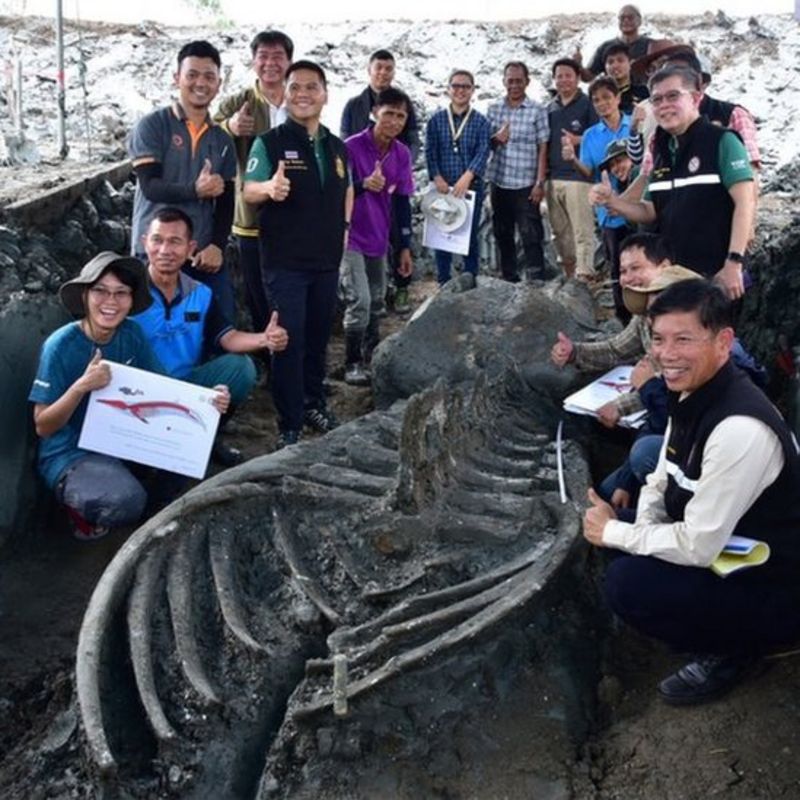 Ancient Bryde’s Whale Skeleton Discovered in Central Thailand