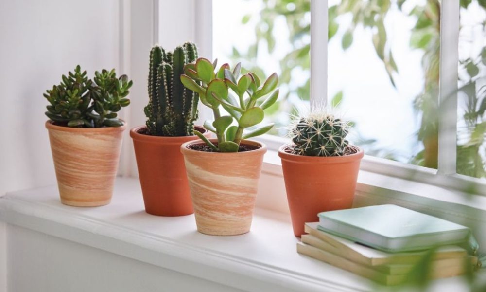 Aesthetic Indoor Home Decor Ideas Using Succulents Market Lifestyles Aesthetic Indoor Home Decor Ideas Using, Succulent Plant Home Decor
