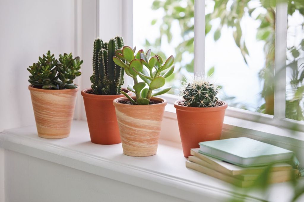 Aesthetic Indoor Home Decor Ideas Using Succulents Market