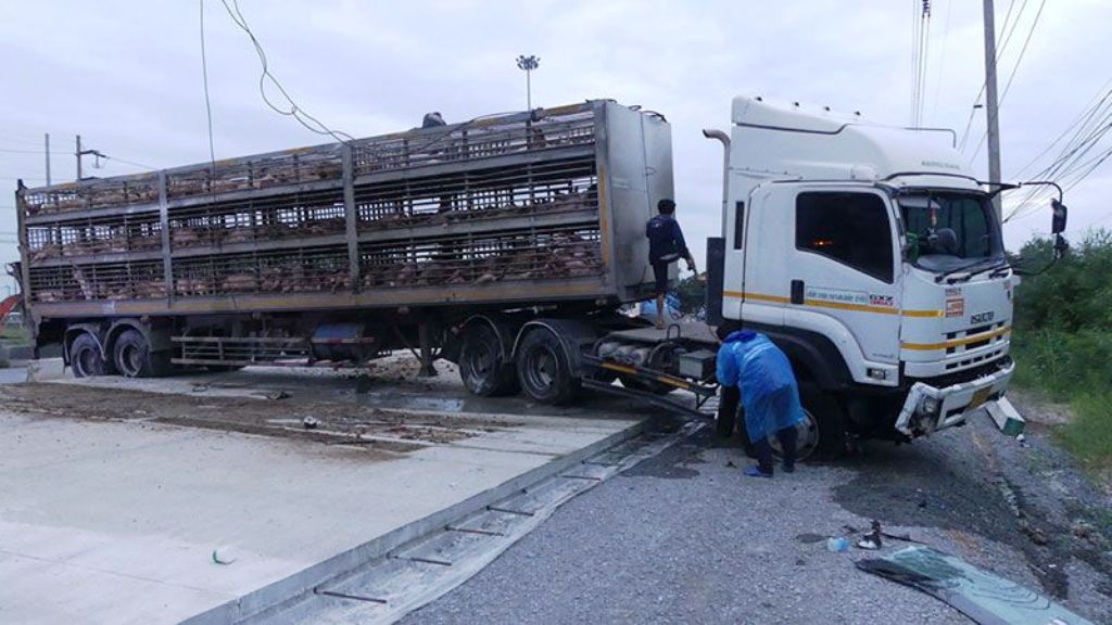 Hundreds of Pigs Killed after Transport Truck Crashes in Central Thailand