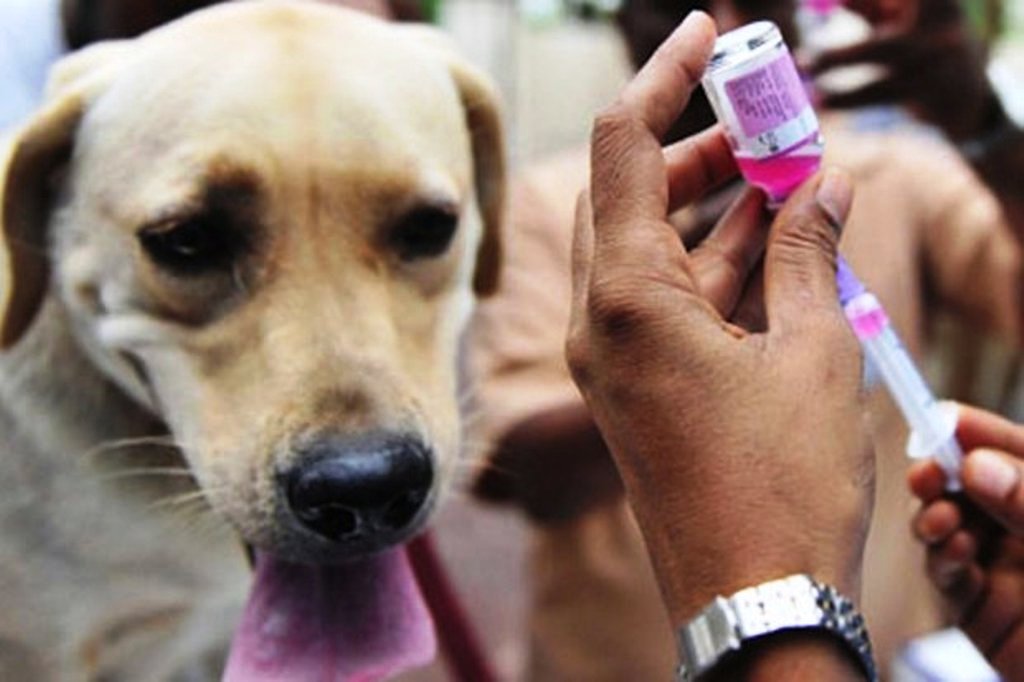 Thailand Aims to Be the First Asean country to Eradicate Rabies