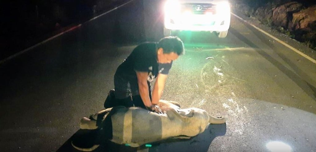 VIDEO: Baby Elephant Hit by Motorcycle Survives after Receiving CPR